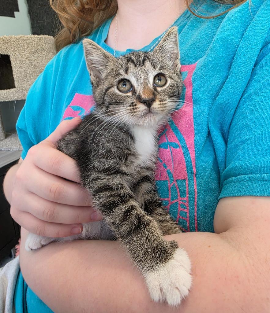 Cashew, a Adoptable mixed breed in Buford, GA image 5/6