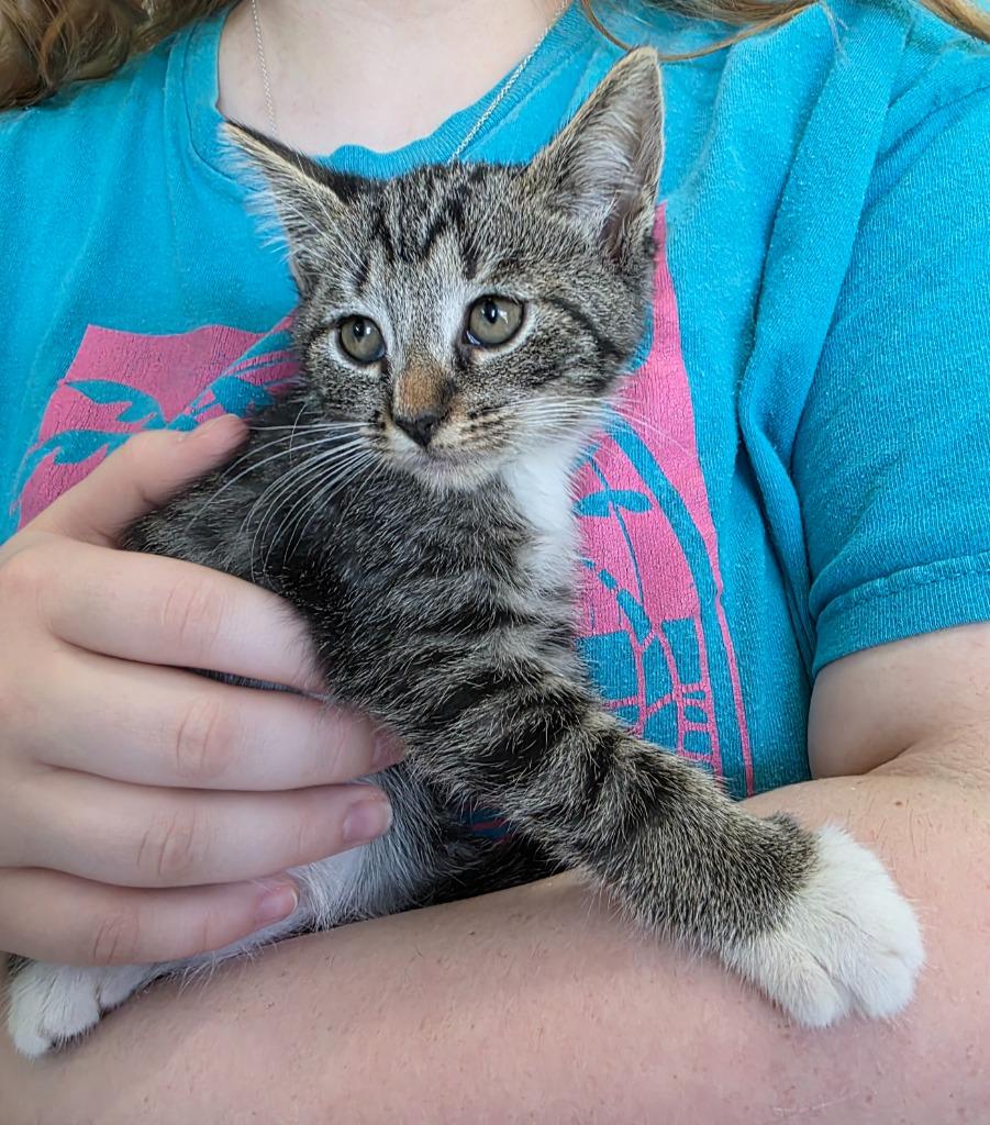 Cashew, a Adoptable mixed breed in Buford, GA image 6/6