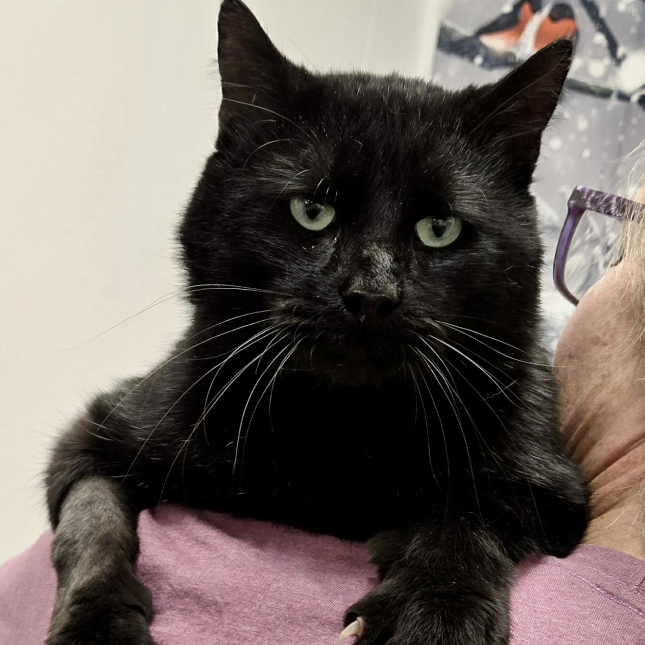 Onyx, Adoptable, Adult Male Domestic Short Hair.