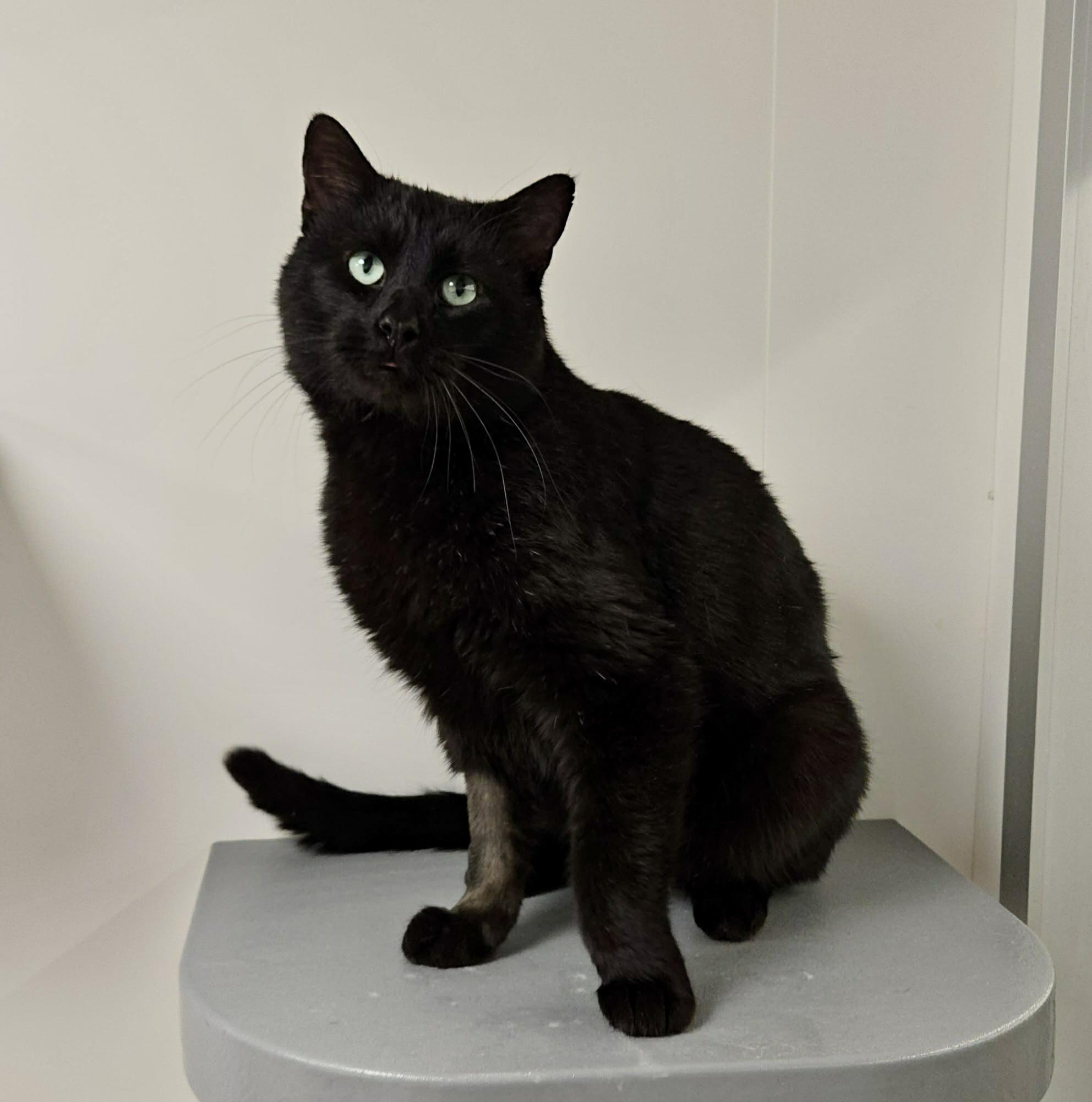 Enlarge Onyx, a Adoptable Domestic Short Hair in Sedalia, MO image 2/6
