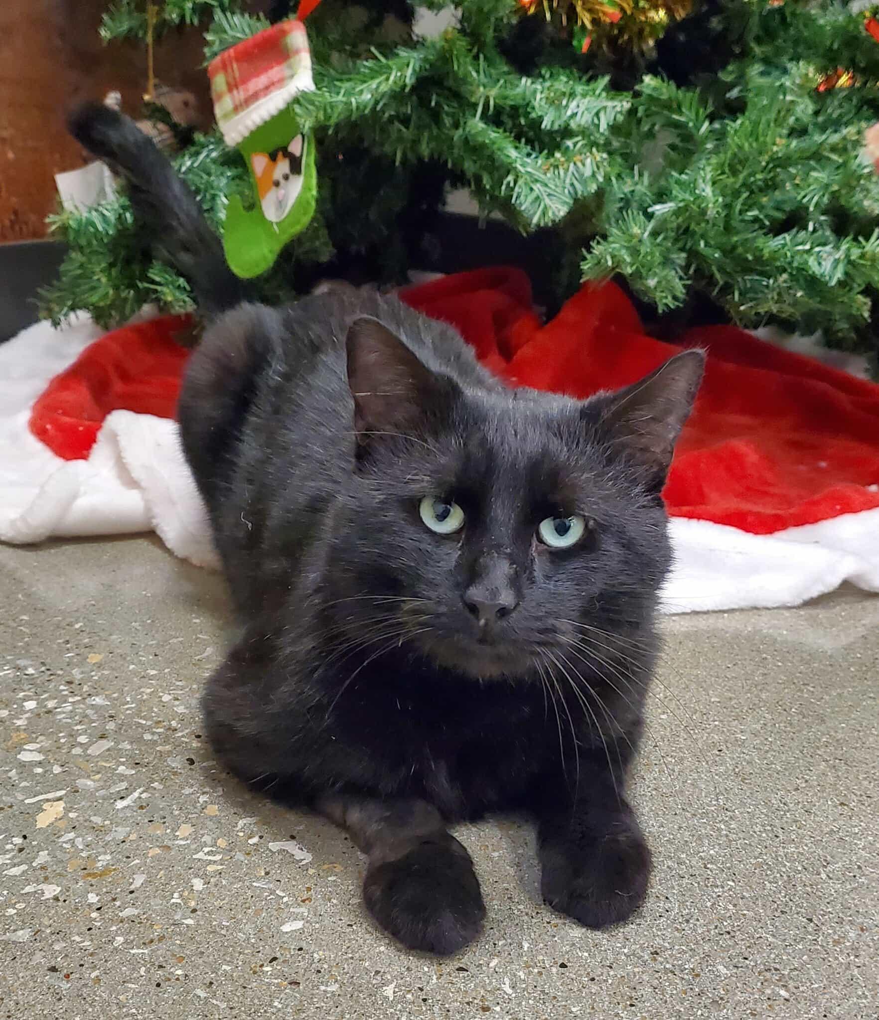 Enlarge Onyx, a Adoptable Domestic Short Hair in Sedalia, MO image 3/6