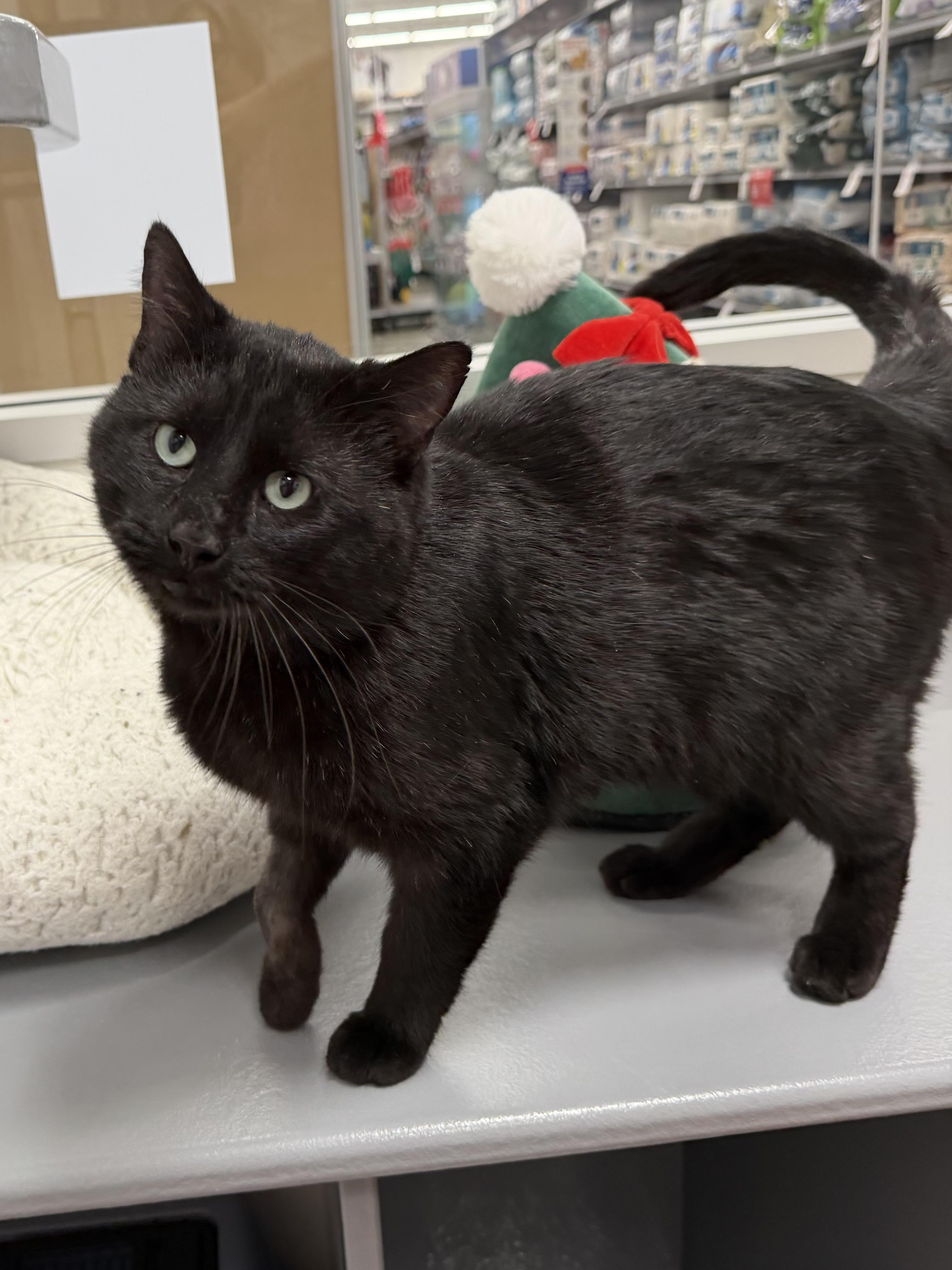 Enlarge Onyx, a Adoptable Domestic Short Hair in Sedalia, MO image 4/6
