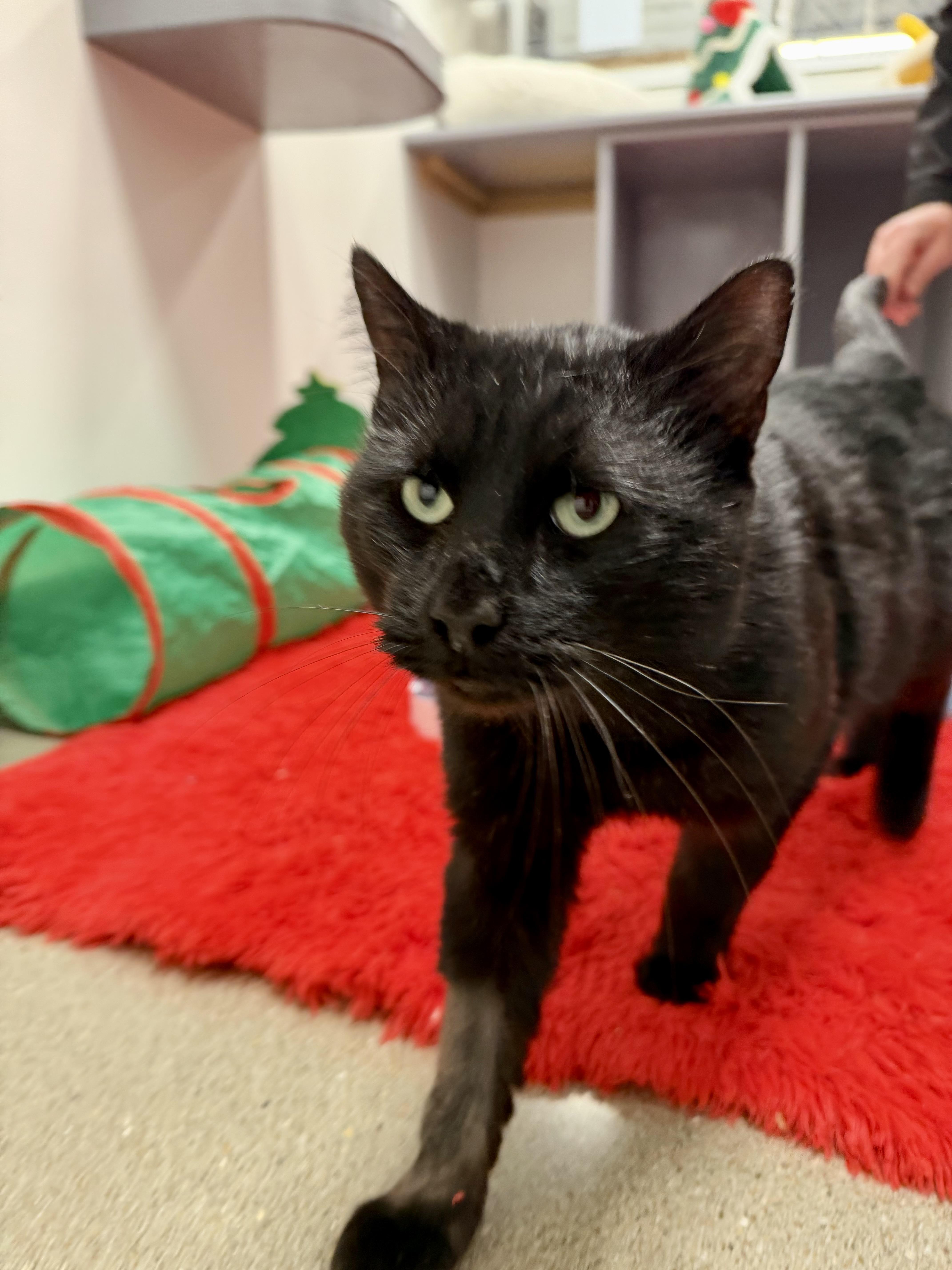 Enlarge Onyx, a Adoptable Domestic Short Hair in Sedalia, MO image 5/6