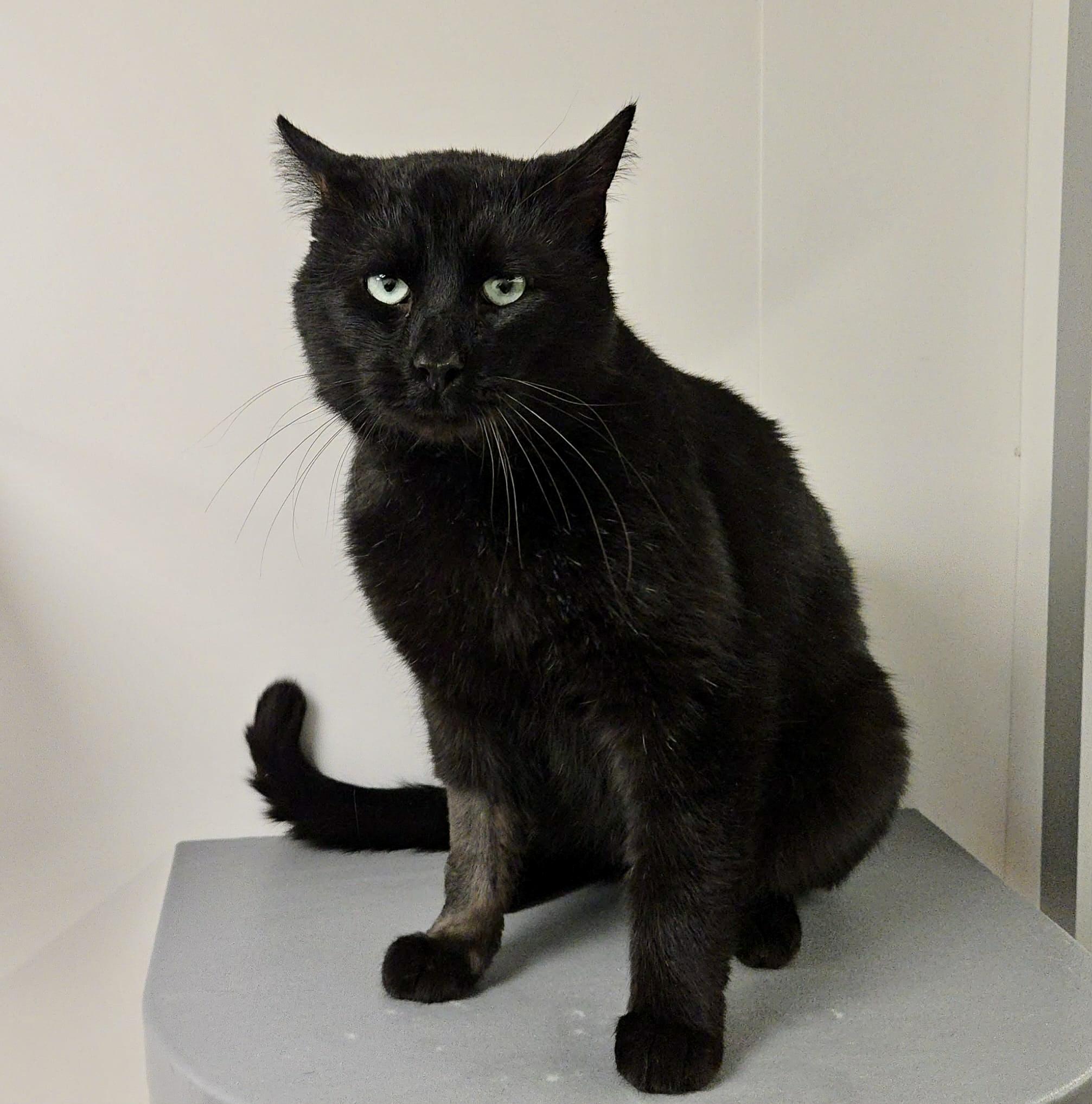 Enlarge Onyx, a Adoptable Domestic Short Hair in Sedalia, MO image 6/6