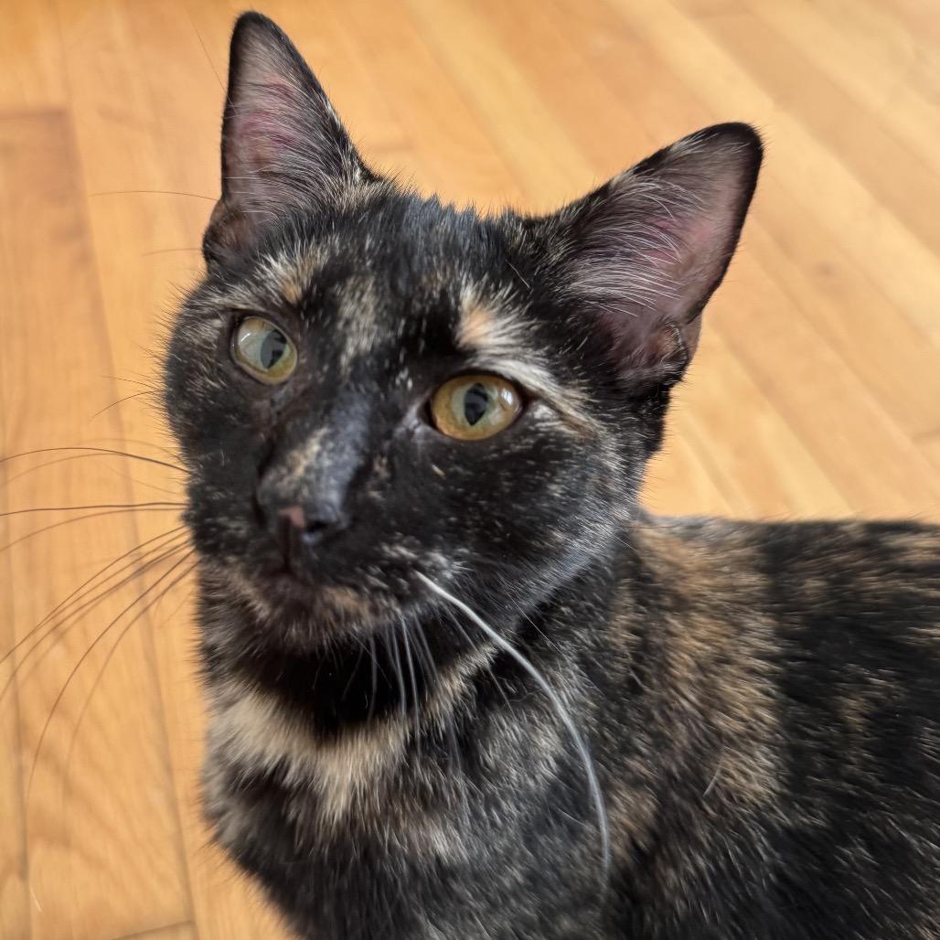 Mort jr jr, Adoptable, Young Female American Shorthair.