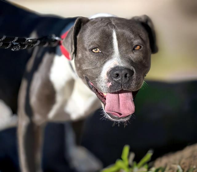 BLAKELEIGH*, Adoptable, Adult Female Pit Bull Terrier.