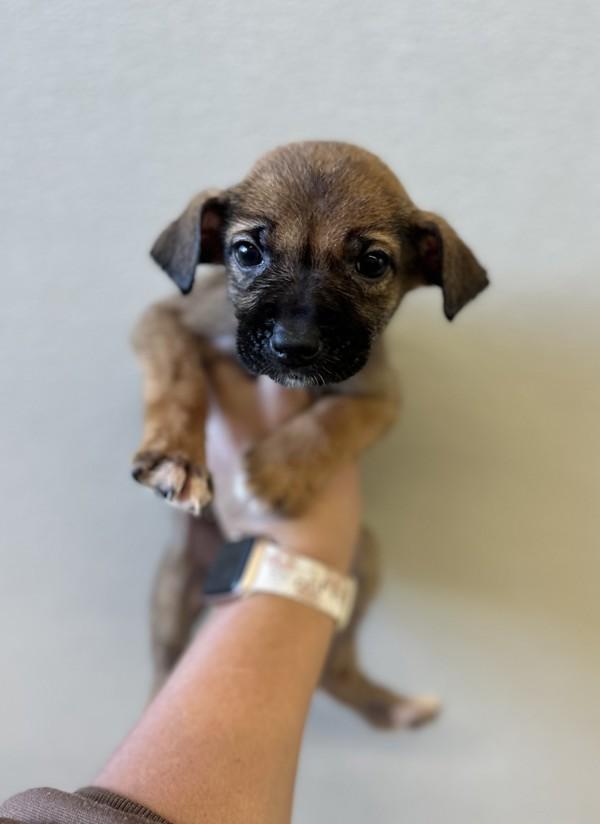 Enlarge Remi, a Adoptable mixed breed in Victorville, CA image 1/1