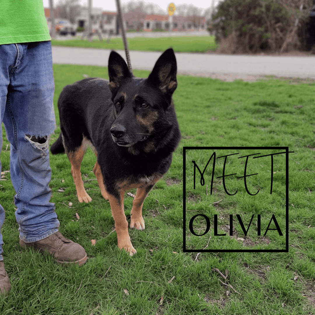 Enlarge OLIVIA, a Adoptable German Shepherd Dog in Marion, IN image 1/2