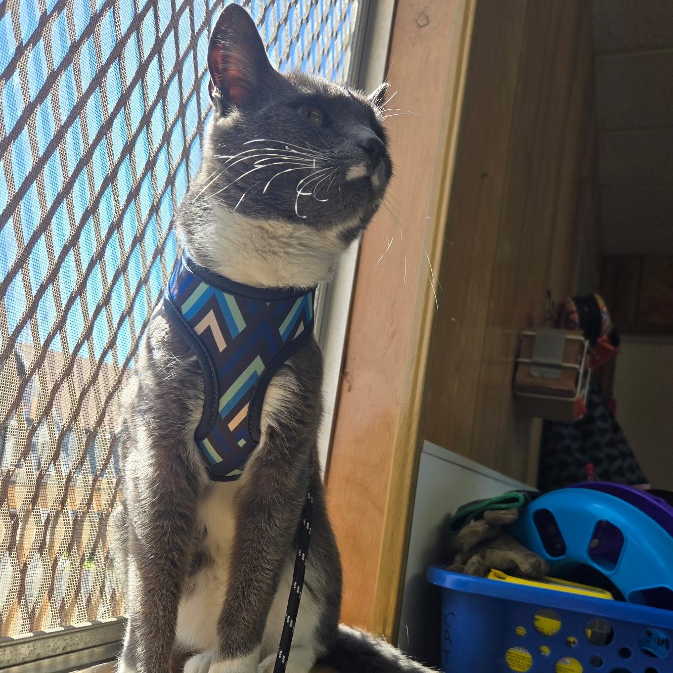 Enlarge Puurthurnax, a ADOPTABLE mixed breed in The Dalles, OR image 2/3