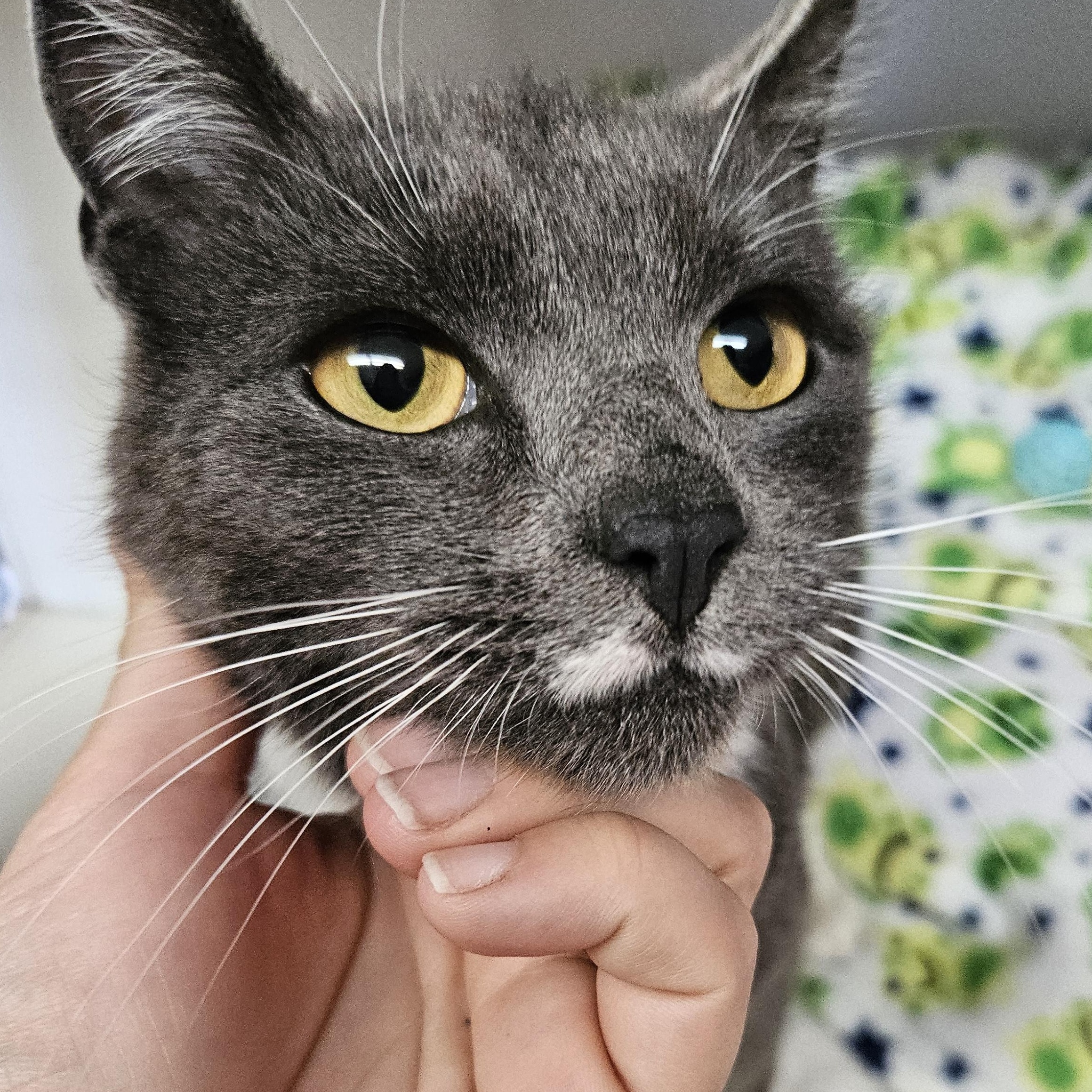 Puurthurnax, ADOPTABLE, Young Female Domestic Short Hair.