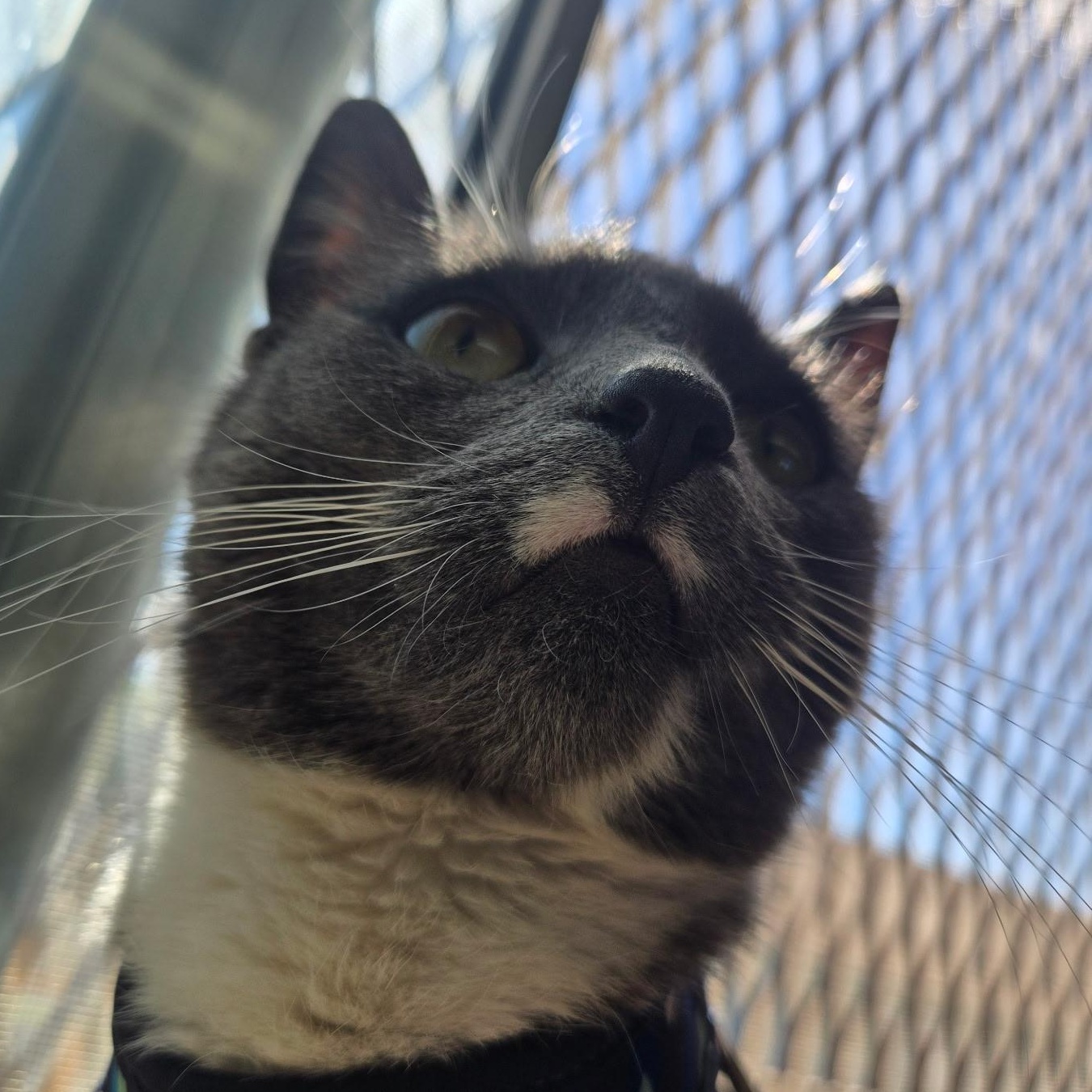 Enlarge Puurthurnax, a ADOPTABLE mixed breed in The Dalles, OR image 3/3