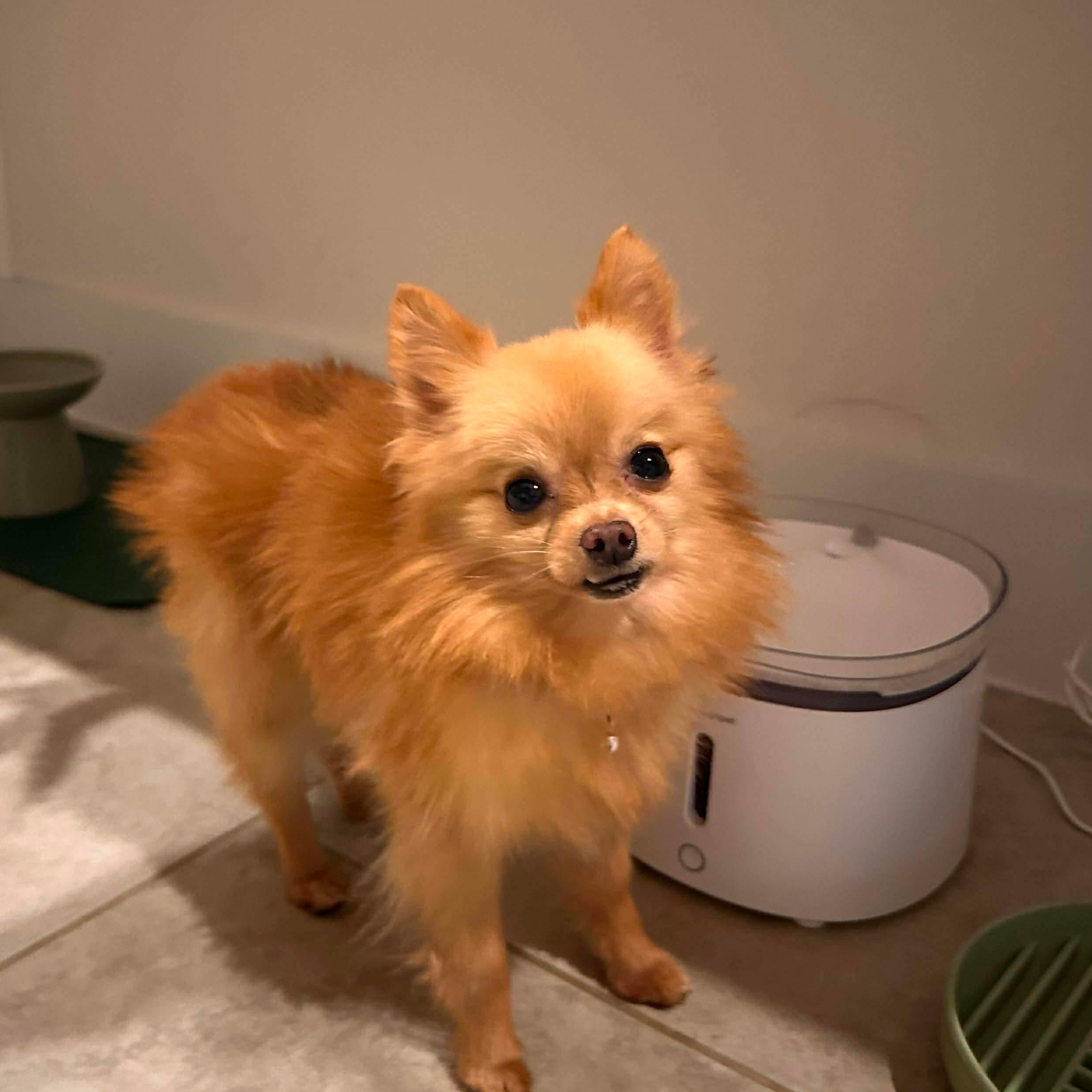 Gizmo — thumbnail 4