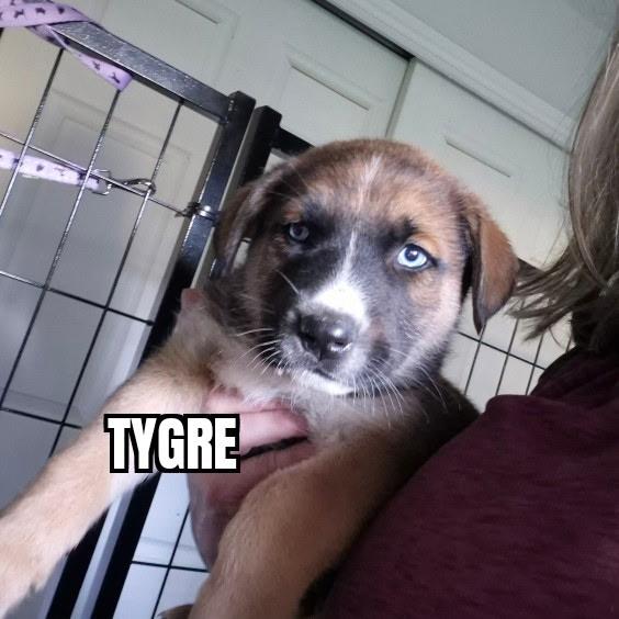 Tygre, adoptable, Puppy Male Shepherd & Husky.