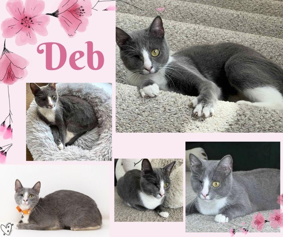 Enlarge Deb, a Adoptable Domestic Short Hair in Trophy Club, TX image 6/6