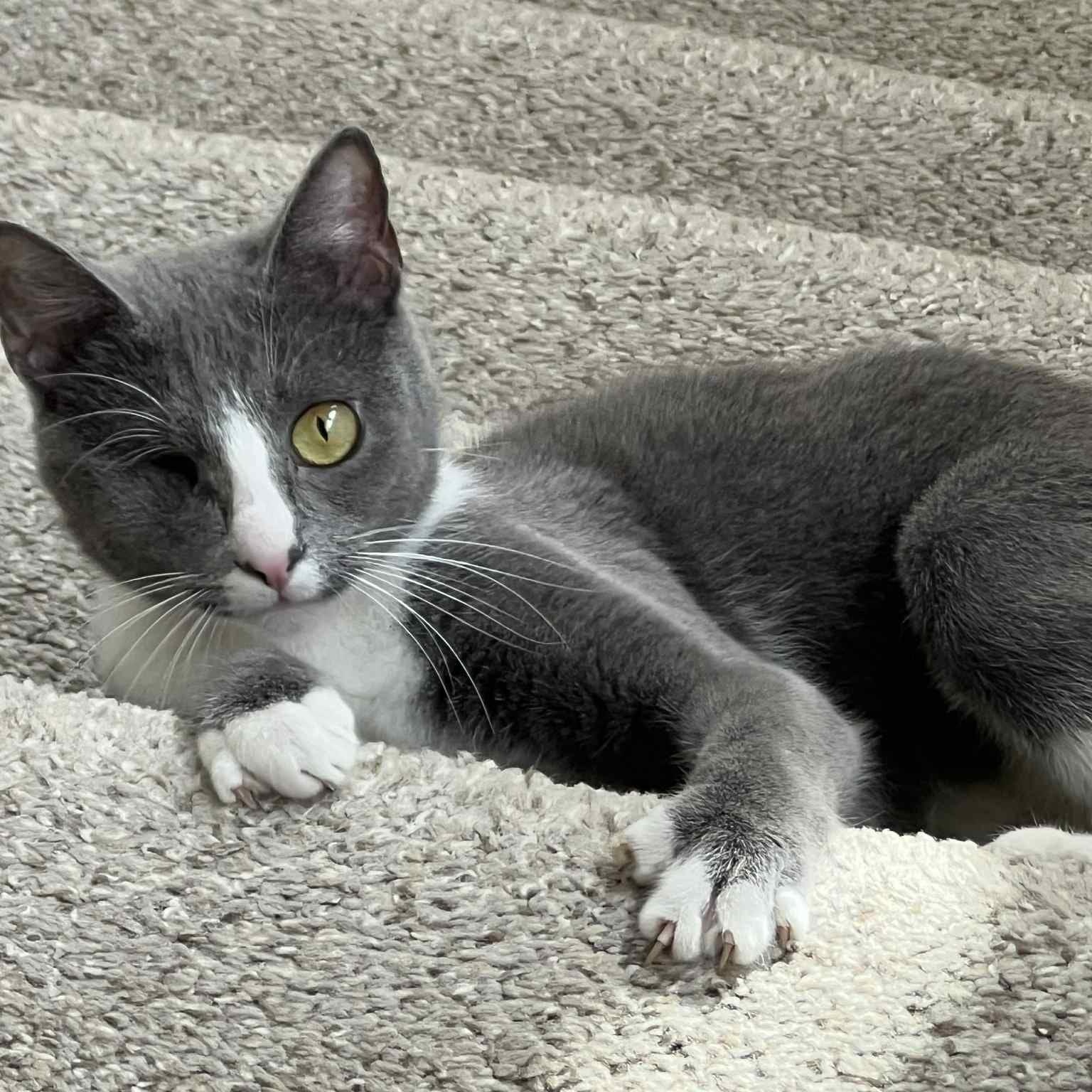 Deb, Adoptable, Young Female Domestic Short Hair.