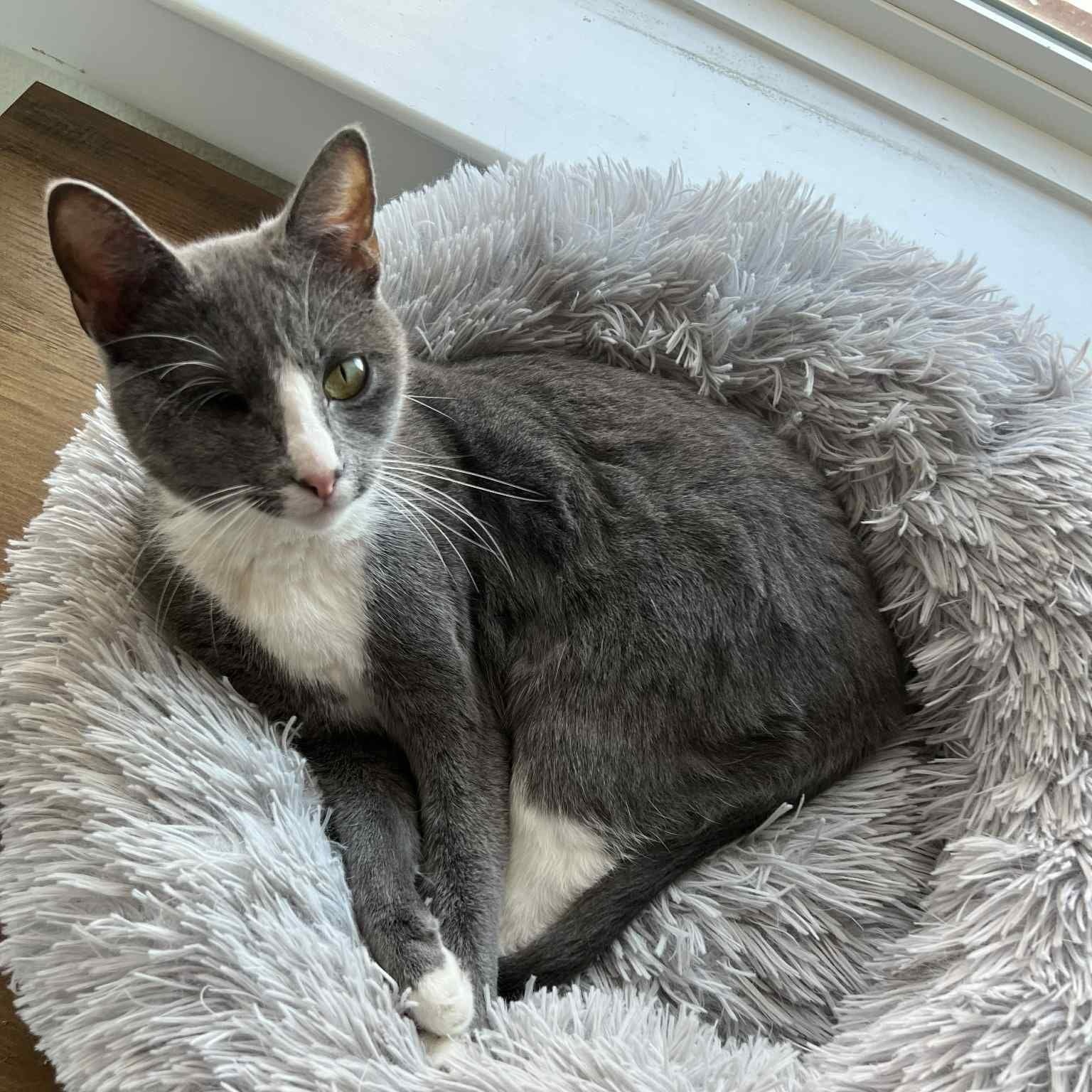 Enlarge Deb, a Adoptable Domestic Short Hair in Trophy Club, TX image 3/6