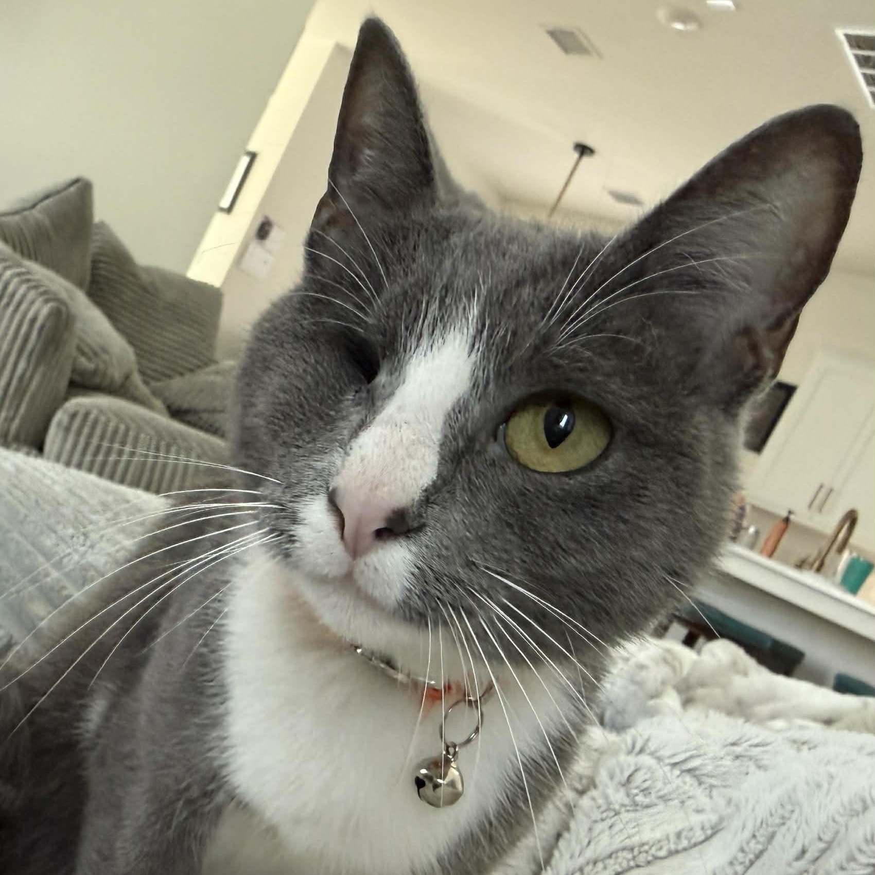 Enlarge Deb, a Adoptable Tuxedo in Trophy Club, TX image 6/6