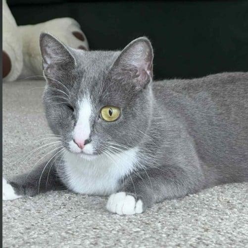 Enlarge Deb, a Adoptable Domestic Short Hair in Trophy Club, TX image 4/6