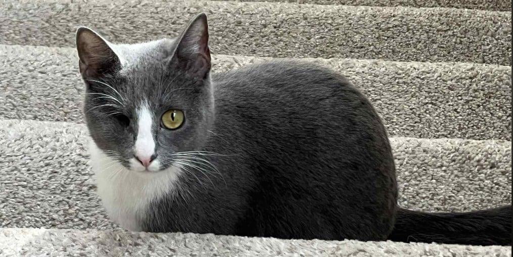 Enlarge Deb, a Adoptable Domestic Short Hair in Trophy Club, TX image 5/6