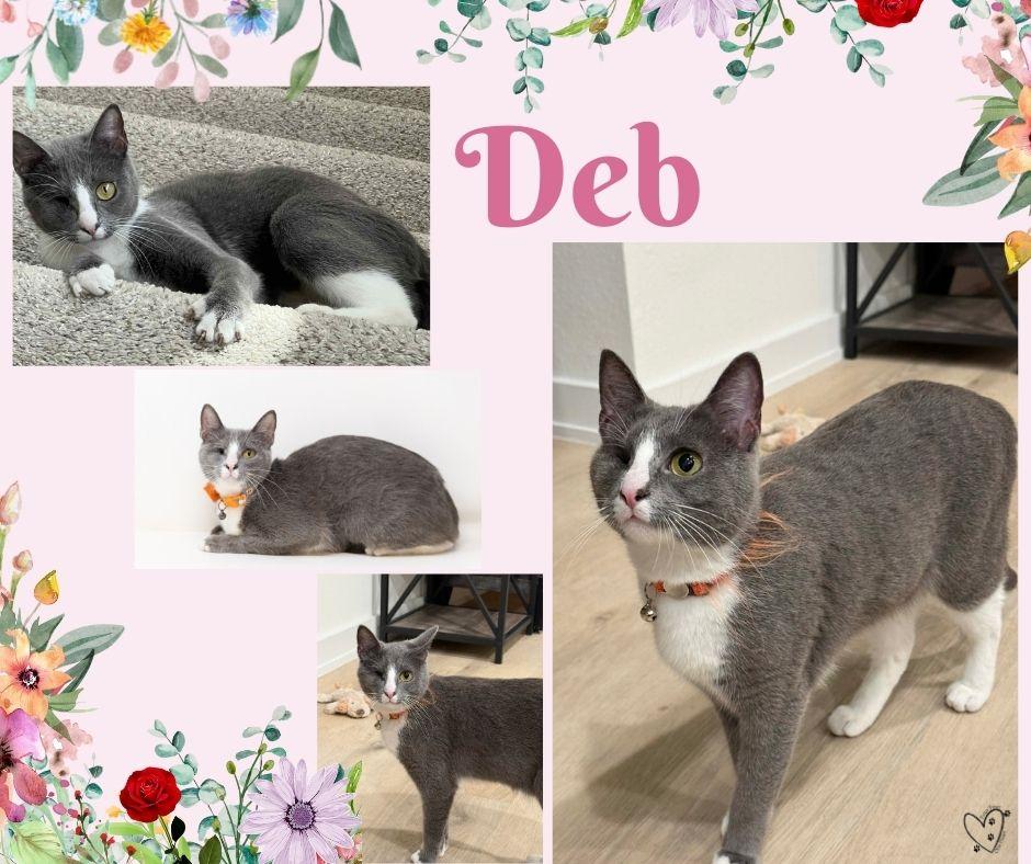 Enlarge Deb, a Adoptable Tuxedo in Trophy Club, TX image 4/6