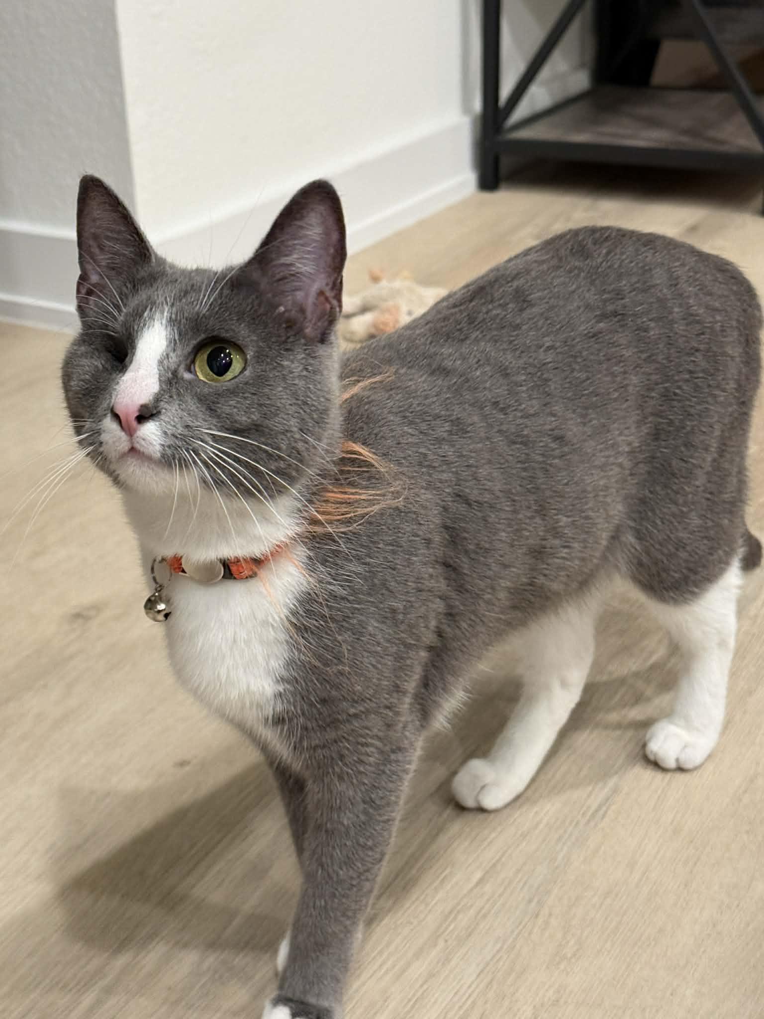 Enlarge Deb, a Adoptable Tuxedo in Trophy Club, TX image 1/6