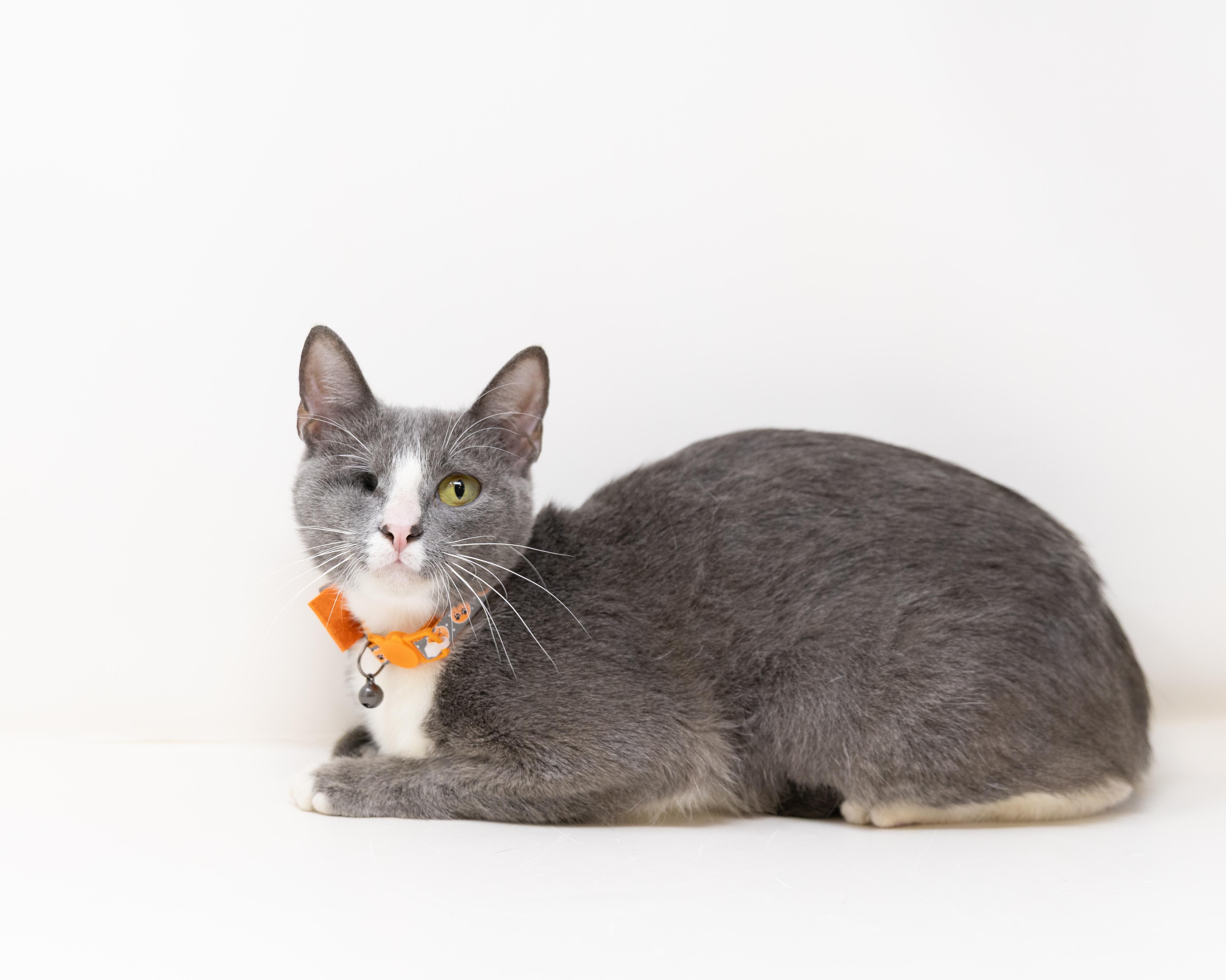 Enlarge Deb, a Adoptable Domestic Short Hair in Trophy Club, TX image 2/6