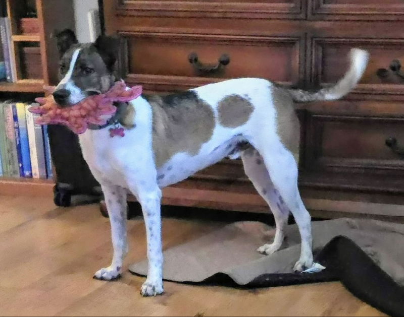 Enlarge Roo, a Adoptable mixed breed in Kenner, LA image 3/5