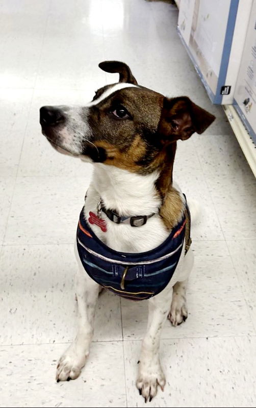 Enlarge Roo, a Adoptable mixed breed in Kenner, LA image 4/5