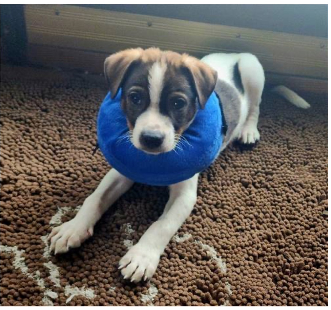 Enlarge Roo, a Adoptable mixed breed in Kenner, LA image 5/5