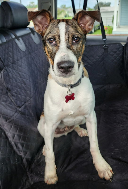 Roo, Adoptable, Young Male Smooth Collie.