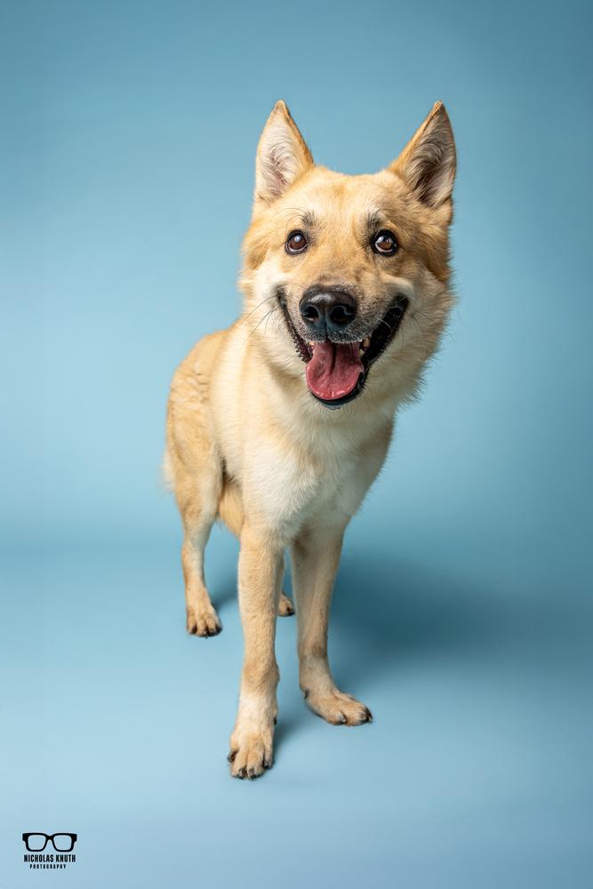Kofi, a Adoptable mixed breed in Palatine, IL image 2/6