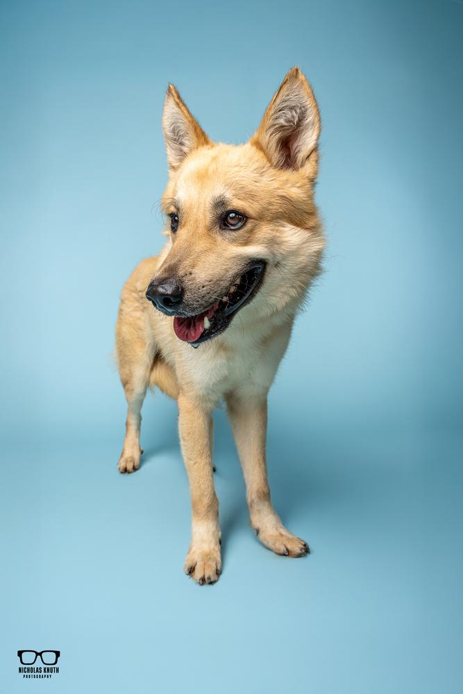 Kofi, a Adoptable mixed breed in Palatine, IL image 3/6
