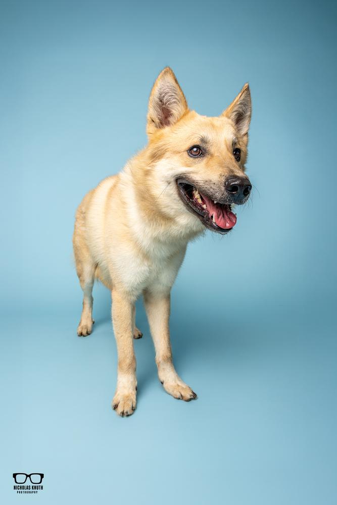 Kofi, a Adoptable mixed breed in Palatine, IL image 4/6