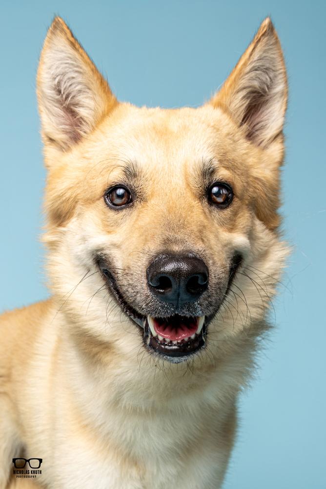 Kofi, Adoptable, Adult Male German Shepherd Dog & Jindo.