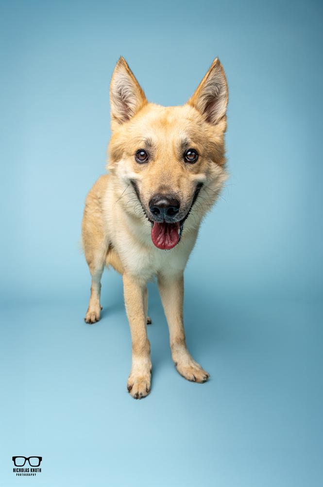 Kofi, a Adoptable mixed breed in Palatine, IL image 5/6