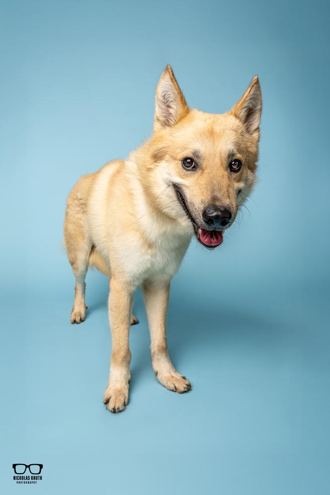 Kofi, a Adoptable mixed breed in Palatine, IL image 6/6