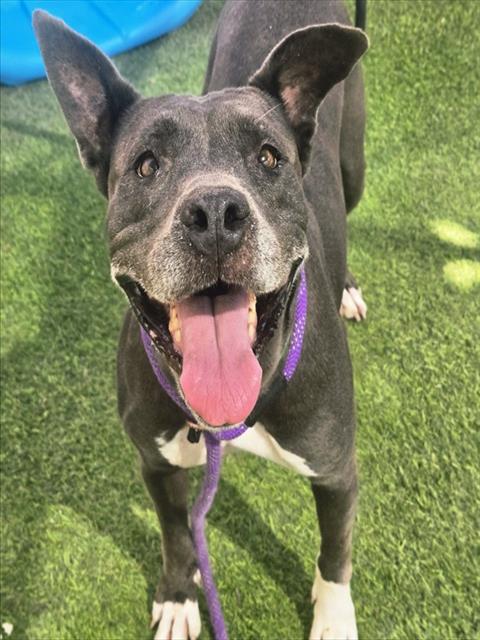 MARTINI, Adoptable, Adult Female Pit Bull Terrier & Mixed Breed.