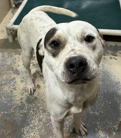 Edgar, Adoptable, Adult Male Pit Bull Terrier & Mixed Breed.