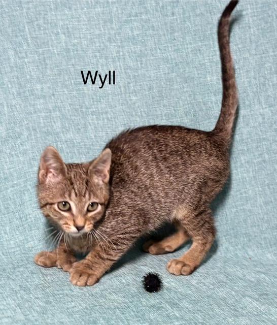 Wyll