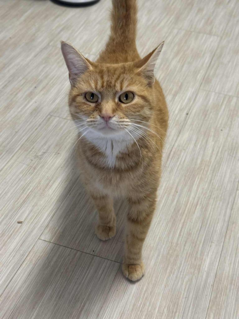 Jum Chumopolis, Adoptable, Young Female Domestic Short Hair.