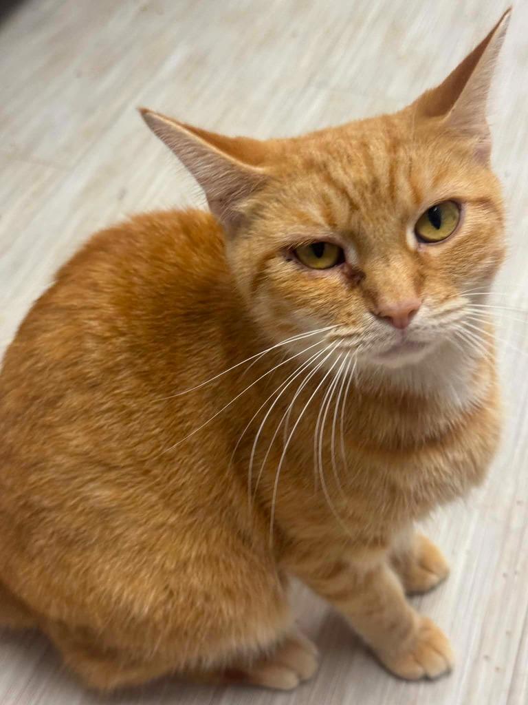Enlarge Jum Chumopolis, a Adoptable mixed breed in Marion, OH image 2/3