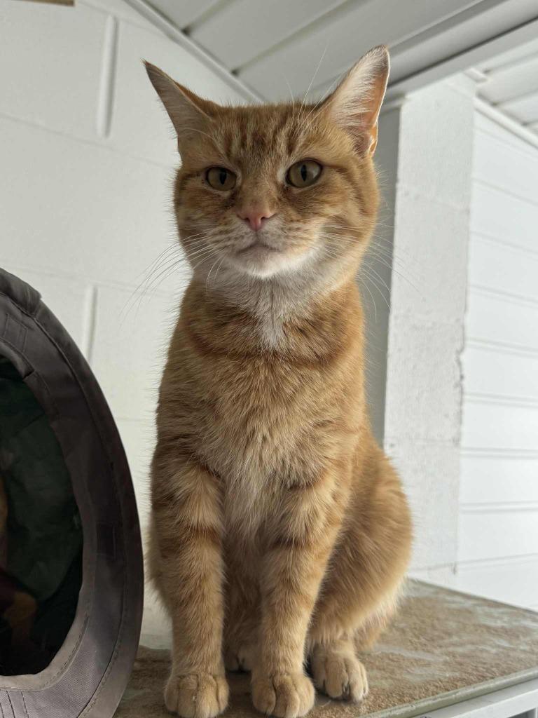 Enlarge Jum Chumopolis, a Adoptable mixed breed in Marion, OH image 3/3