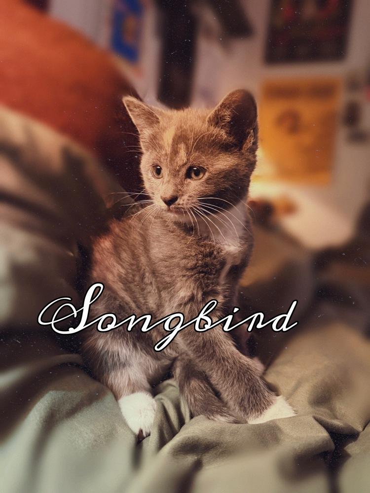Enlarge Rumours: Songbird, a Adoptable mixed breed in New Milford, CT image 6/6