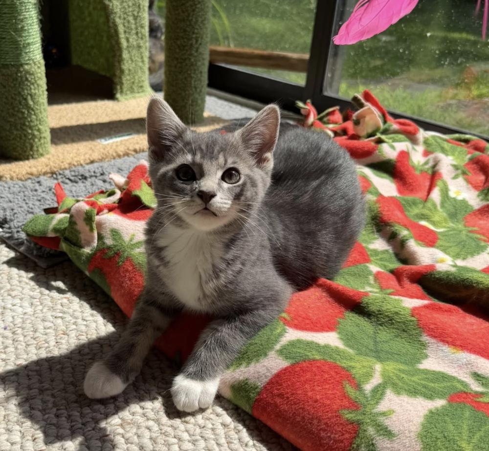 Enlarge Rumours: Songbird, a Adoptable mixed breed in New Milford, CT image 5/6