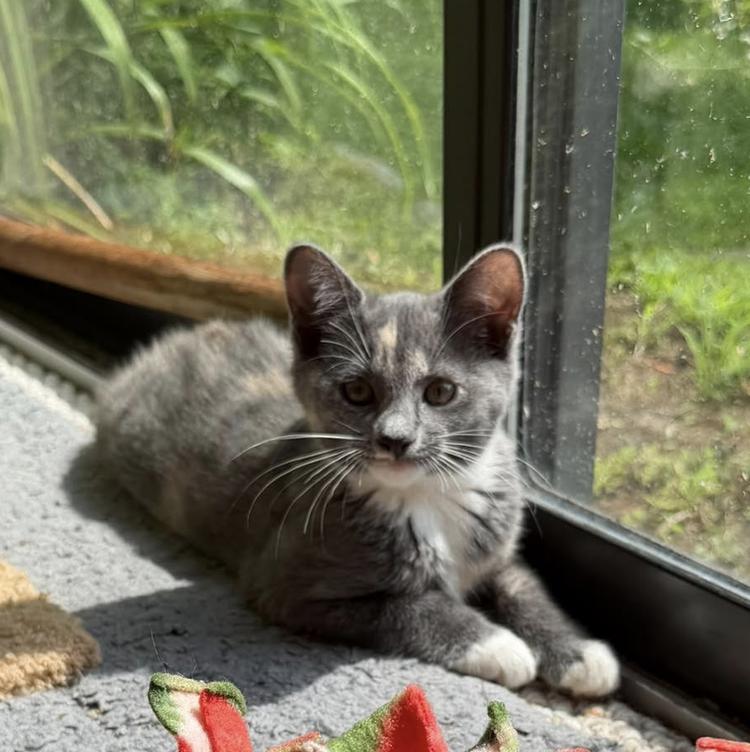 Enlarge Rumours: Songbird, a Adoptable mixed breed in New Milford, CT image 3/6