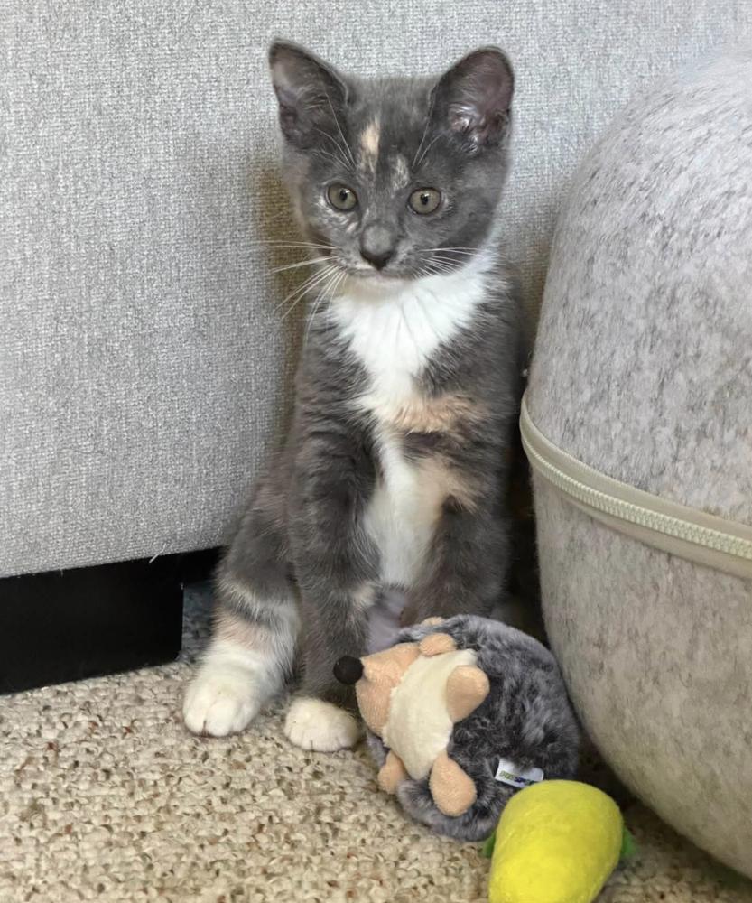 Enlarge Rumours: Songbird, a Adoptable mixed breed in New Milford, CT image 2/6