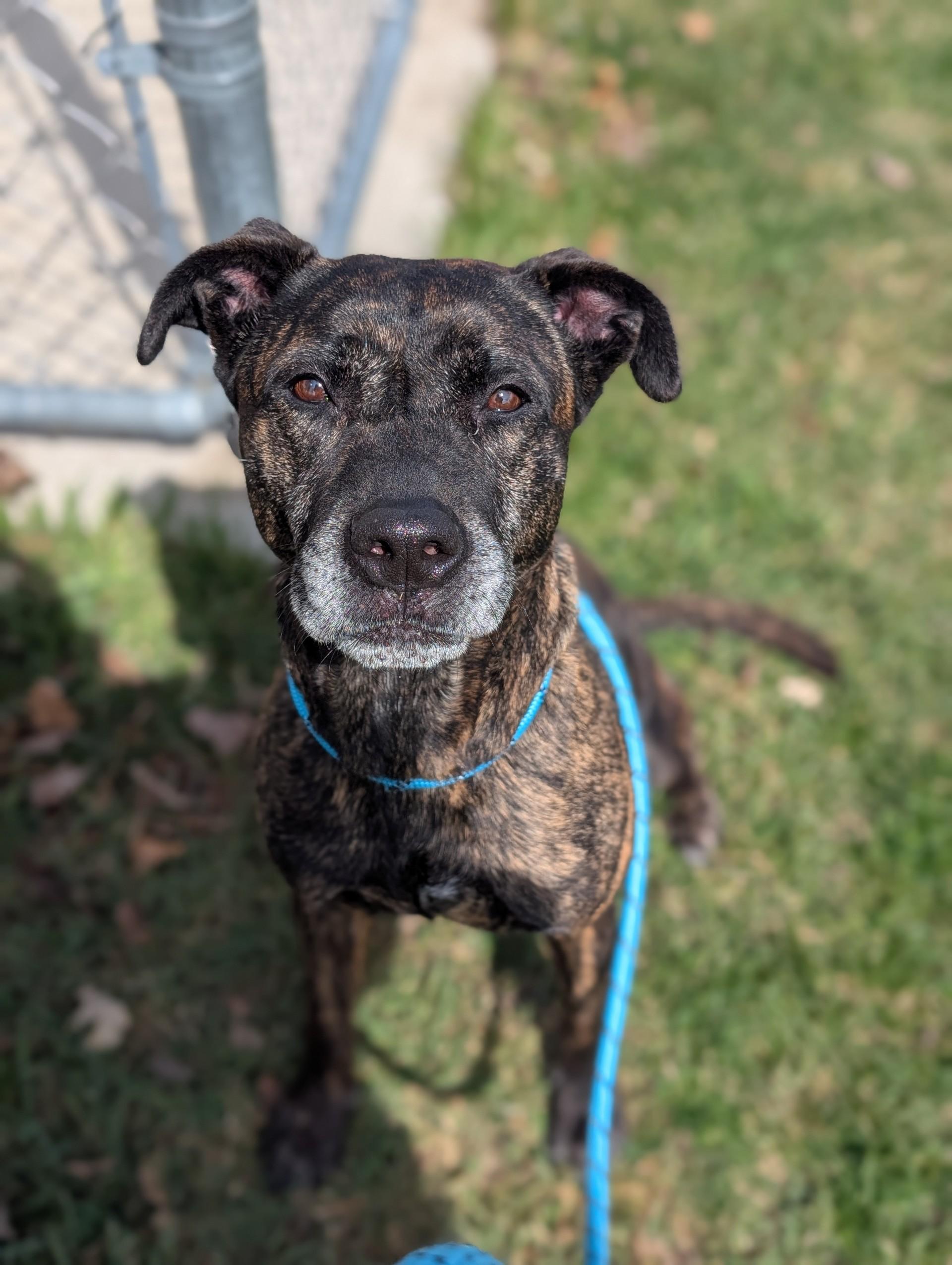 Fantasia, Adoptable, Adult Female Terrier & Mixed Breed.