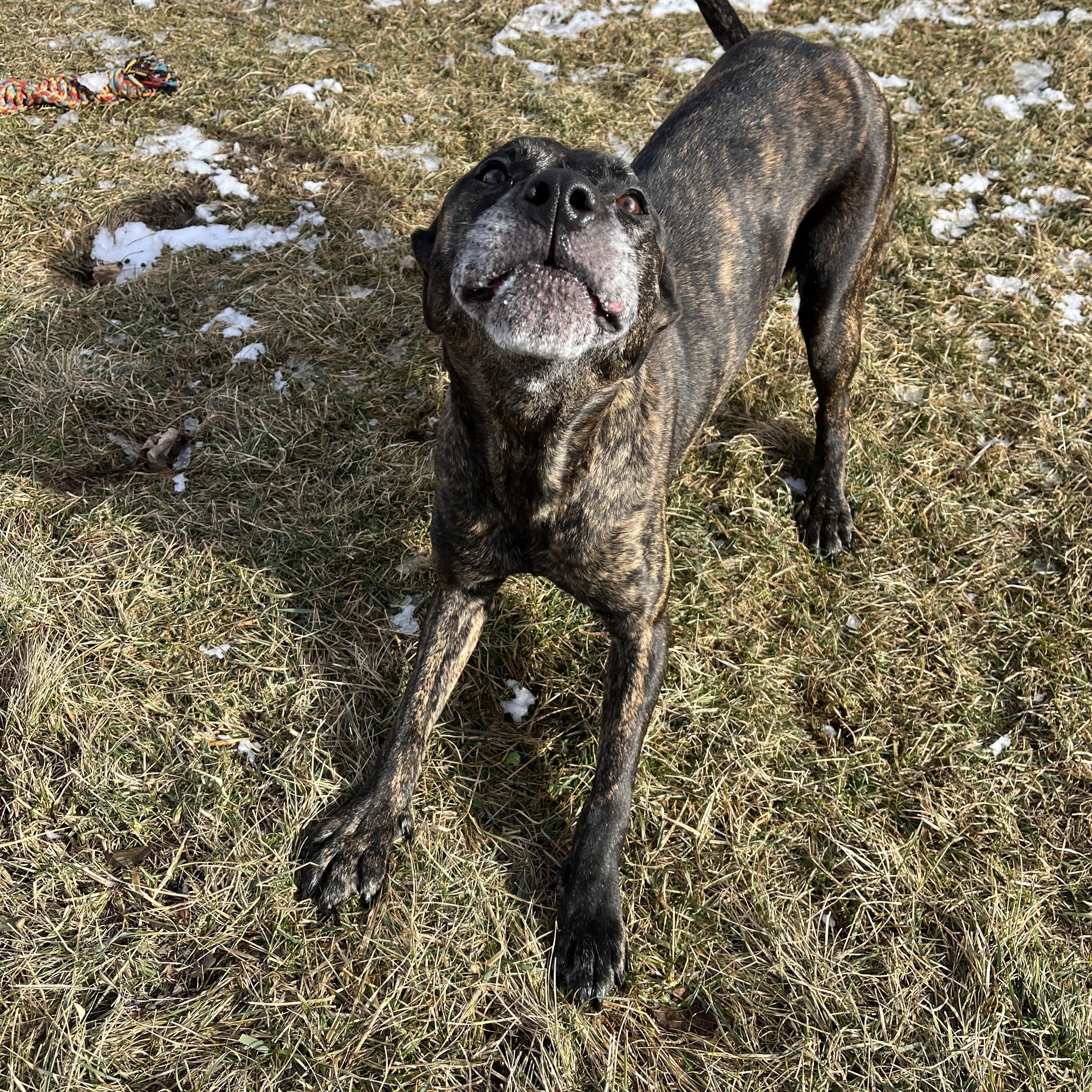 Fantasia, a Adoptable mixed breed in Cedar Rapids, IA image 1/4