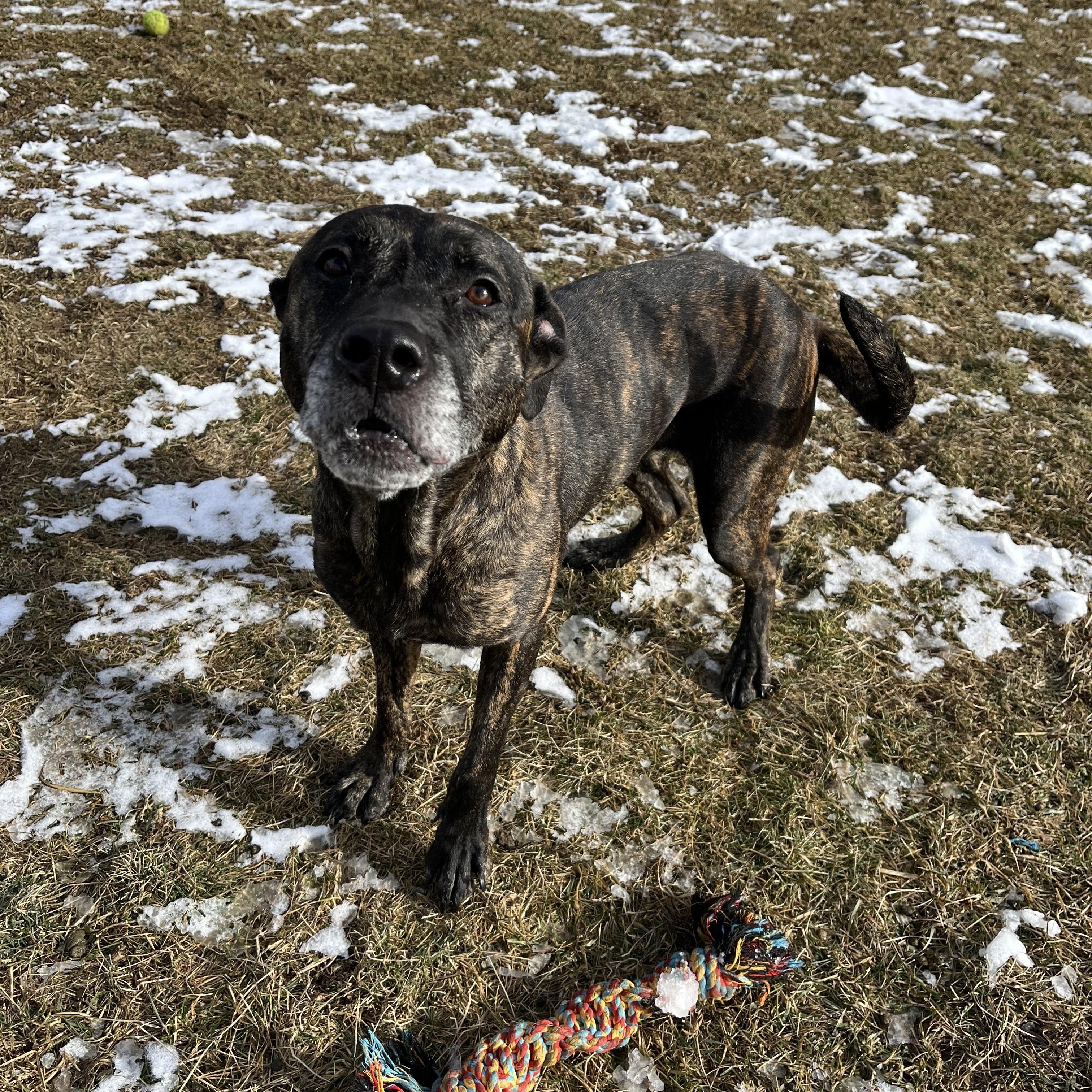 Fantasia, a Adoptable mixed breed in Cedar Rapids, IA image 3/4