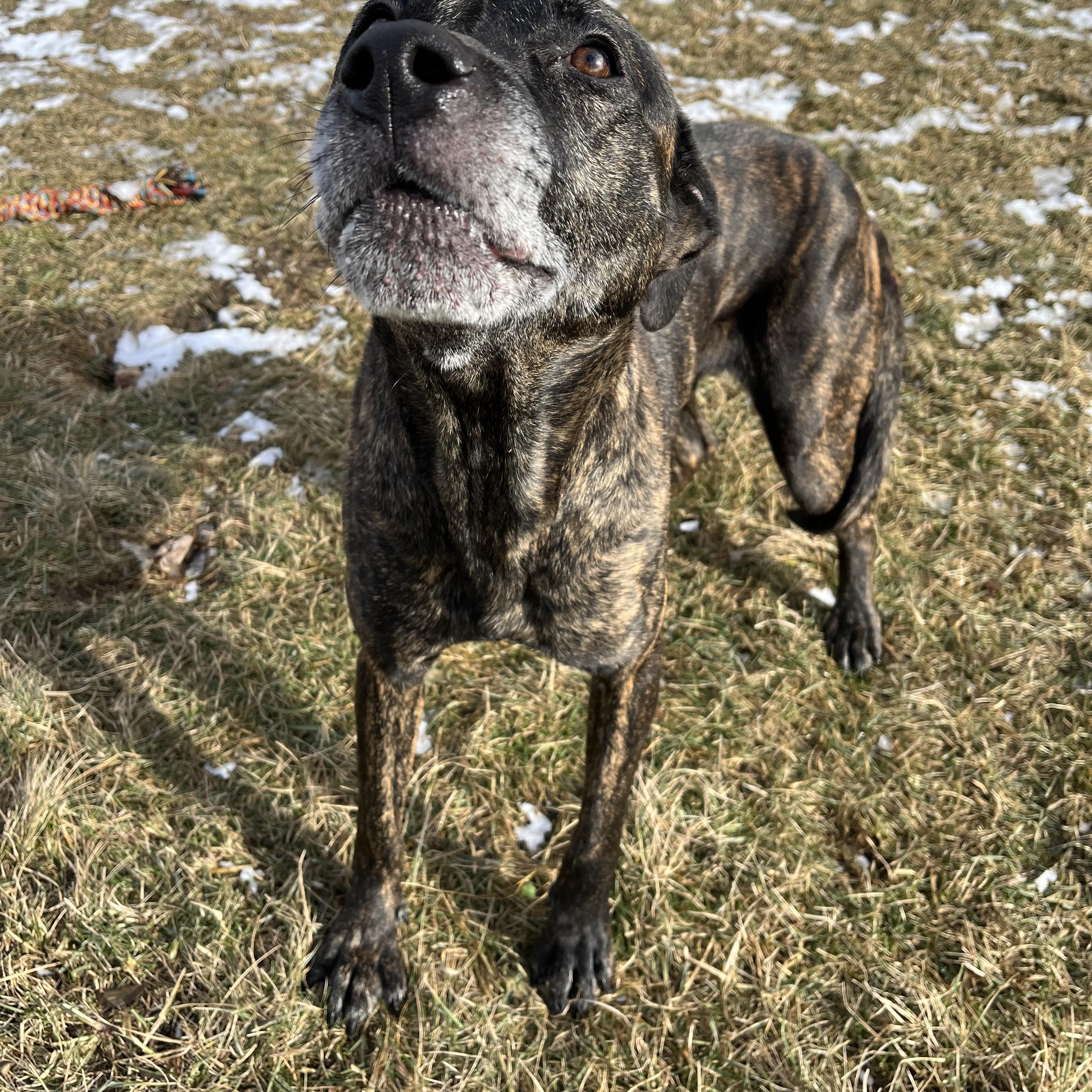 Fantasia, a Adoptable mixed breed in Cedar Rapids, IA image 4/4